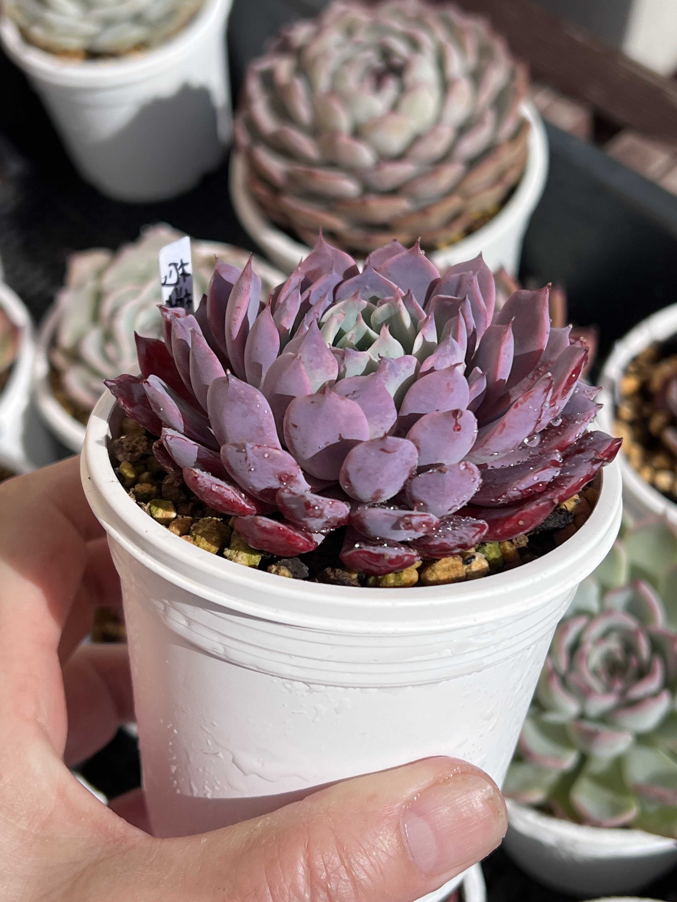 赤と緑のグラデーションが美しい！多肉植物の「夕映え」とは