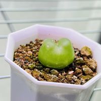 ブルゲリ,コノフィツム マウガニー,多肉植物,メセン,リトープス属の画像