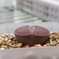 リトープス属 ネブローニ,リトープス　KO,多肉植物,メセン,リトープス属の画像