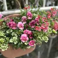 ビオラ,ネメシアメーテル,ときめきビオラ,プリンセス・クローバー,ネメシアメーテル・サーモンピンクの画像