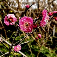 ウメ,紅梅,白梅,植栽,バラ科の画像