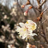 サクランボ,ご近所,ランチ,２０２０年５月同期,能登半島の復興を願いますの画像