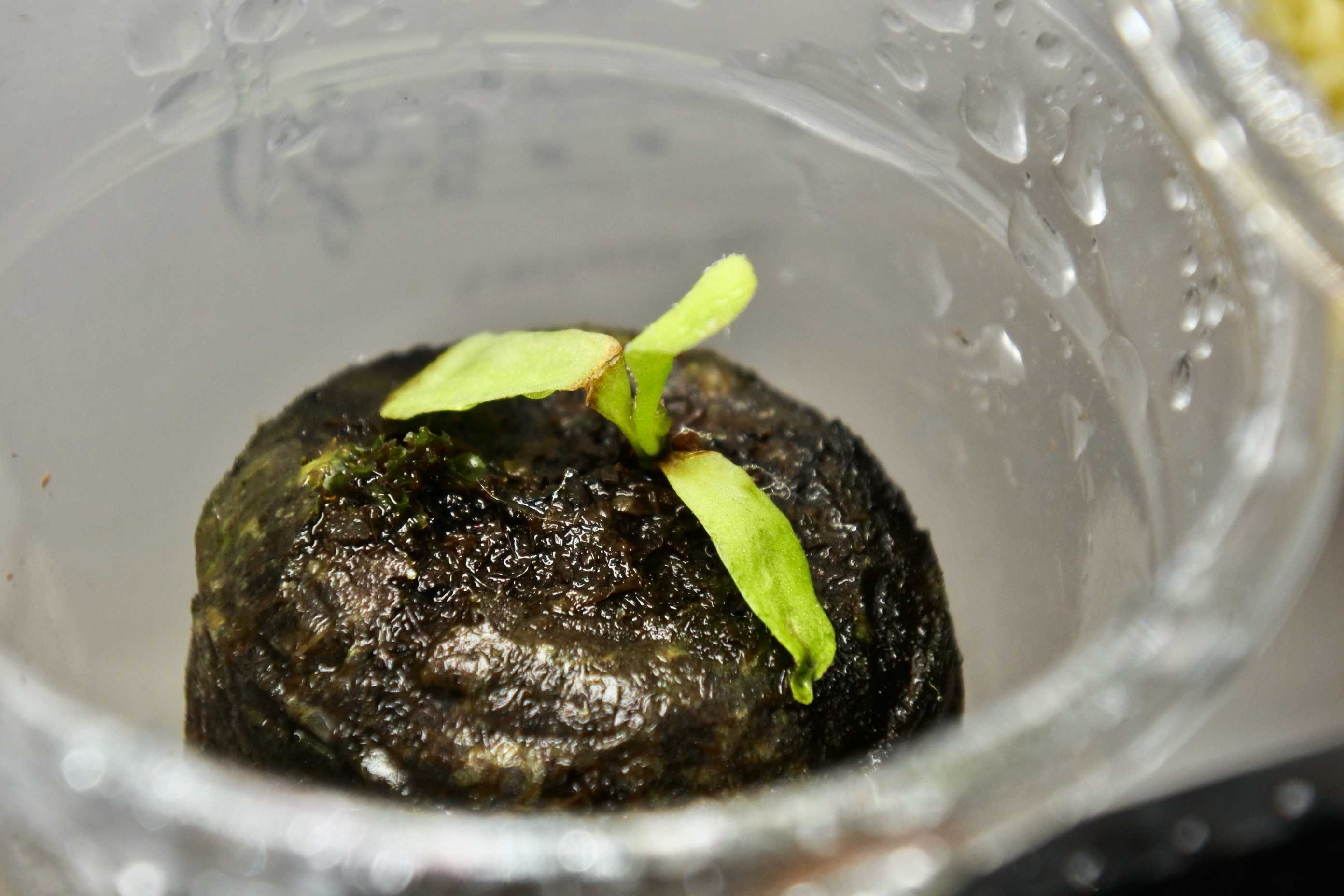 ビカクシダ　エルサ前葉体、胞子体　タッパごと全部 ビカクシダ・エルサの育成記録｜🍀GreenSnap（グリーンスナップ）