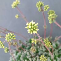 フェンウッド,多肉植物,クラッスラ属,クラッスラ,多肉大好きの画像