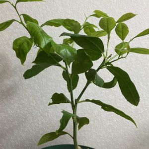 レモン,頑張れ,嬉しい,挿し木から成長,今日のお花の画像