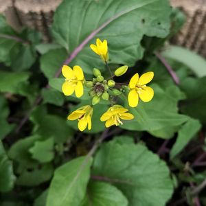 サラダミックス,つまみ葉大根,つまみ葉大根,つまみ葉大根,つまみ葉大根の画像