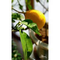 レモン,祈り,今日のお花,陽のあたる縁側,お家園芸の画像