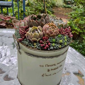 セダム,寄せ植え,多肉植物,アーティストの画像