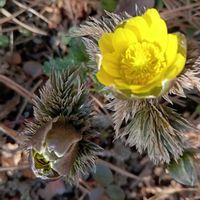 福寿草,金曜日の蕾たち,東北人花の会,チーム魔女っ子,yu ＆ゆうクラブの画像