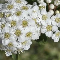 コデマリ,花壇,ガーデニング,山野草,樹木の画像