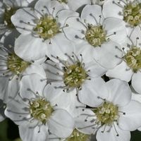 コデマリ,花壇,ガーデニング,山野草,樹木の画像