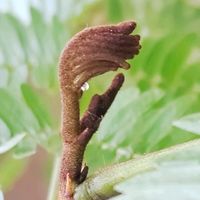 エバーフレッシュ,観葉植物,キュンキュン乙女倶楽部,われら17年組の画像