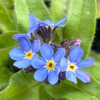 ワスレナグサ,観葉植物,青い花,ワスレナグサ属の画像