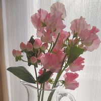 スイートピー,スイートピー,ヒペリカム,ヒペリカム,切り花の画像