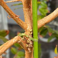 ジャボチカバ,多肉植物,観葉植物,塊根植物,果物の画像