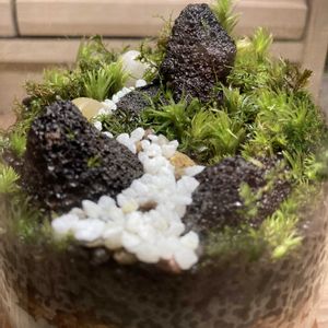 癒し,苔テラリウム, コケ,苔 (コケ)の画像