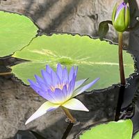 熱帯スイレン,神代植物公園,神代植物公園 温室,金曜日の蕾たちの画像