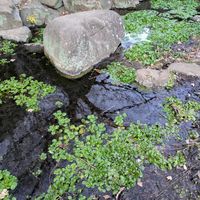 クレソン,ツバキ,花のある暮らし,植物のある暮らし,季節を楽しむの画像