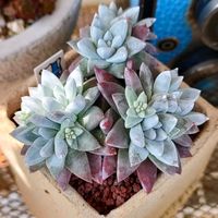 グリーニー,グリーニー,ダドレア グリーニー,ダドレア グリーニー,多肉植物の画像