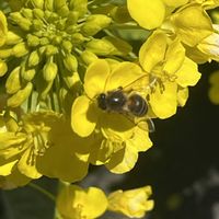 オキザリス,菜の花,マサキ,街ブラの画像