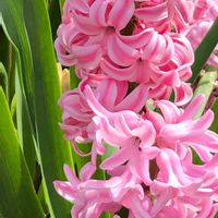 ヒヤシンス,花のある暮らし,今日のお花の画像