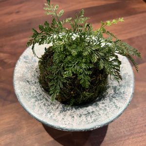 仙人の舞,ダバリア　ラビットフッド,観察,多肉植物,苔玉の画像