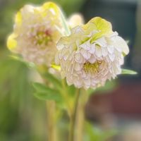 ジンチョウゲ,ネモフィラ ペニーブラック,可愛い,かわいいな♡,花のある暮らしの画像