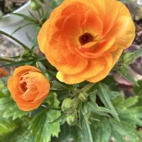 吉祥草,植物のある暮らし,お花は癒し,パンビオ,花友さんに感謝♡の画像