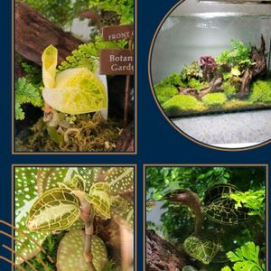 ジュエル・オーキッド,ジュエル・オーキッド,苔のテラリウム,苔テラリウムの画像