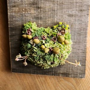 セダム,寄せ植え,多肉植物,アーティストの画像