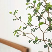 ソフォラ　リトルベイビー,観葉植物,インテリアグリーンの画像