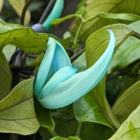 カタクリ,ヒスイカズラ,ヒスイカズラ,ヒスイカズラのつぼみ,翡翠葛(ヒスイカズラ)の画像