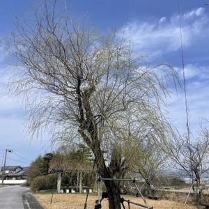 シダレヤナギ,シダレヤナギ,散歩,素敵な出会い,季節を楽しむの画像