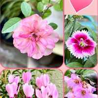 シクラメン,ナデシコ,ヒマラヤユキノシタ,ミニバラ,ピンクの花の画像