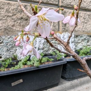 サクラ,さくら サクラ 桜,啓翁桜（けいおうざくら）,挿し木,ガーデニング初心者の画像