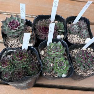 センペル,百恵,多肉植物いろいろ,センペルいろいろ,レッドロビンの画像