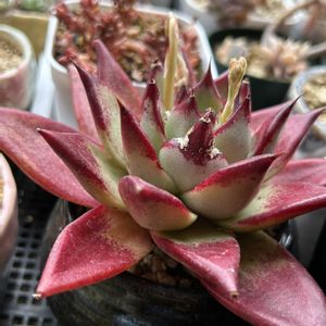 乙女心,サボテン寄せ植え,金鯱,レッドエボニー,夜なべっこ☾⋆·̩͙⑅*の画像