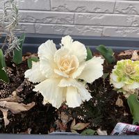 ハボタンの画像