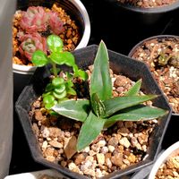 アガベ,丸葉万年草,アガベ　笹の雪,植物育成LEDライトの画像