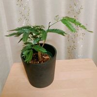 エバーフレッシュ,エバーフレッシュ,観葉植物の画像