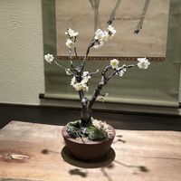 ミニ盆栽,剪定,冬至梅の画像
