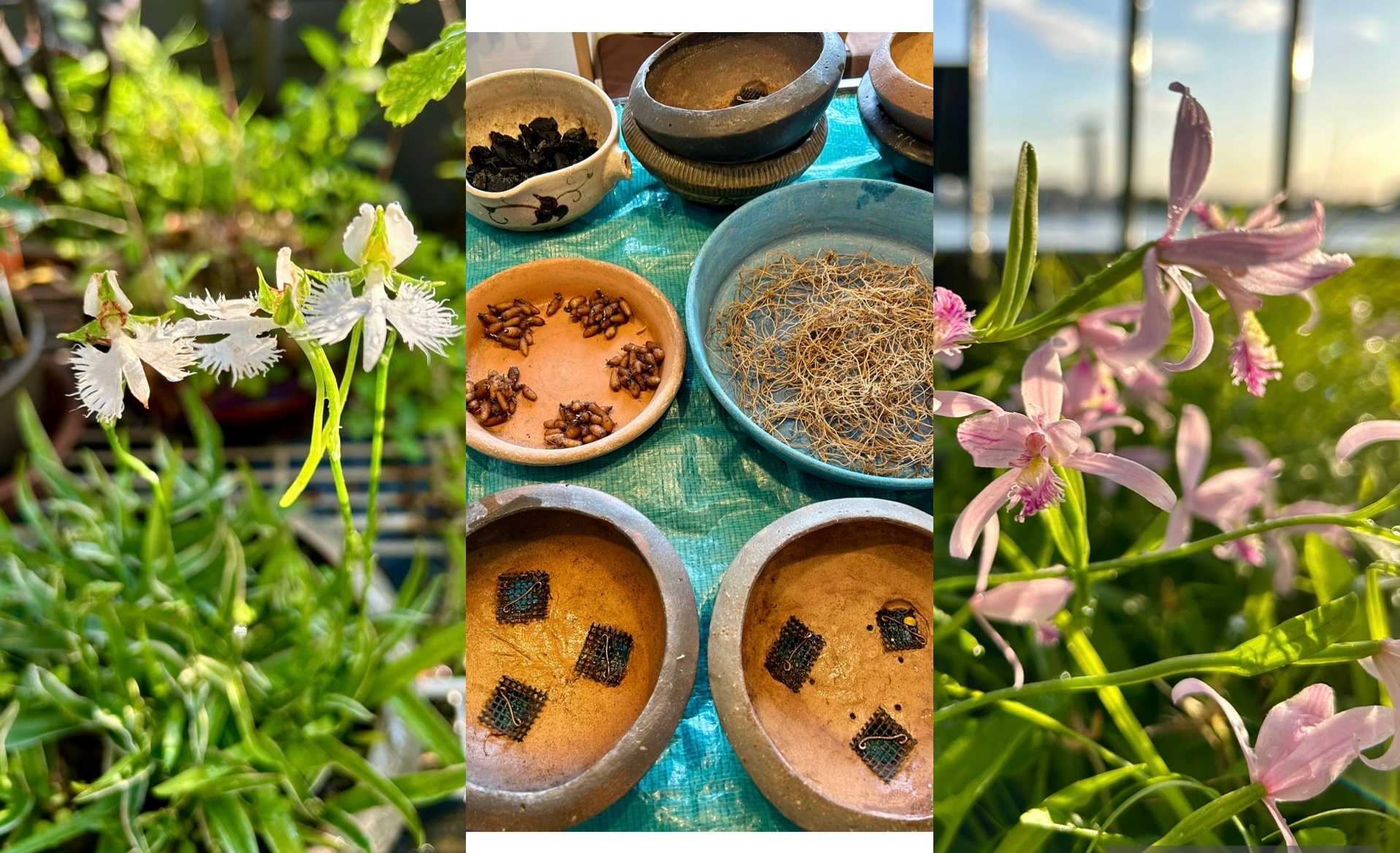 ニホントキソウ 鉢植え　葉芽 90本以上　増殖品 ニホントキソウ 鉢植え 葉芽 90本以上 増殖品 Somoi様 ご予約3点 観葉