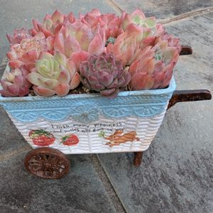パイレーツ・オブ・カリビアン,エケベリア　アイスグレープ,寄せ植え,多肉植物,多肉寄せ植えの画像