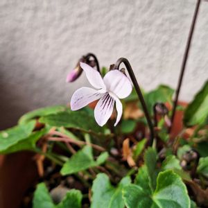 ツルニチニチソウ,苔玉,屋久島琉球菫,2019同期,日曜日は日本を感じる和の花の画像