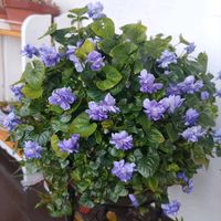 スミレ,青い花マニア,チーム・ブルー,チーム・ブルーNo.093,紫組♪の画像