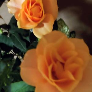 ミニバラ,ビタミンカラー,バラ・ミニバラ,薔薇好き,日曜ビタミンカラー♪の画像