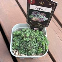 花うらら,多肉植物いろいろ,星影,エケベリア　ビックバン,多肉植物の画像