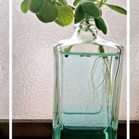 アロマティカス,つぶやき,空き瓶利用の画像