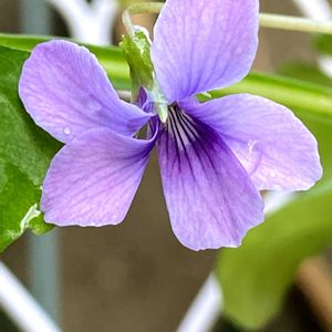 リュウキュウコスミレ,鉢植え,小さな花,可愛い〜♡,こぼれ種の画像