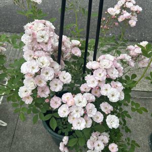 バラ,おでかけ先,バラと夢CLUB,チーム岐阜,ピンクワールドへ ようこその画像